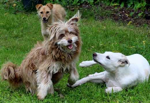 【ｗ】「犬は飼い主に見せるために犬同士で遊ぶ傾向」最新研究論文が話題に