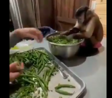【動画】料理の仕込みを手伝ってくれる猿がお利口さんだと海外で話題に！　外国人もびっくり仰天！