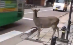 海外「なんて賢いんだ」　交通ルールを遵守する奈良の鹿に外国人感動！