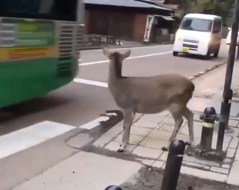 海外「なんて賢いんだ」　交通ルールを遵守する奈良の鹿に外国人感動！