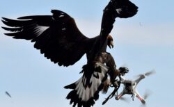 【猛禽類】鷹匠の指示でドローンを狩る空軍の鷹が超絶かっこいい「アナログ最強」