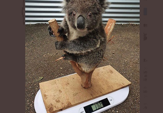 【ｗ】コアラの体重測定が話題に「最高！」「ぬいるぐみみたい」