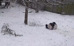 【698万回再生】アメリカで寒波。動物園で雪にはしゃぐパンダが話題にｗ