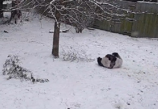 【698万回再生】アメリカで寒波。動物園で雪にはしゃぐパンダが話題にw