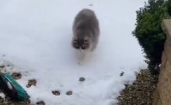 【凄い】雪を踏まないよう完璧に歩く猫が話題に「後ろ足！」「モデルさんみたい」