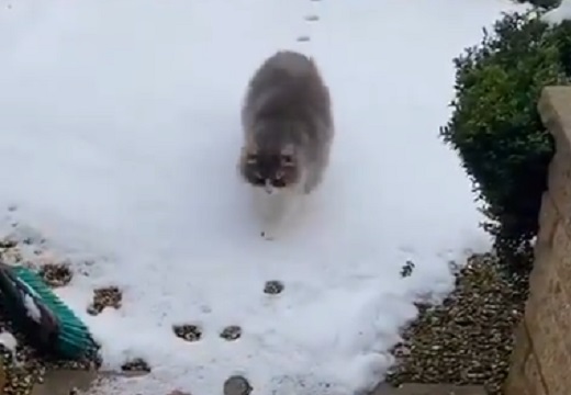 【凄い】雪を踏まないよう完璧に歩く猫が話題に「後ろ足！」「モデルさんみたい」