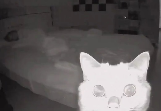 【猫ｗ】寝てるとき防犯カメラを設置してみたら・・・