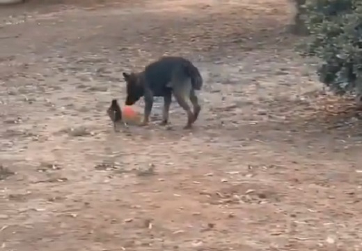 【動画】仲良く遊ぶカラスと犬が話題に「楽しそう！」