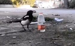 【動画】パスカルの原理を使いペットボトルの水を飲む鳥が話題に「すごい知能」
