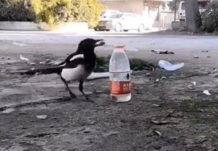 【動画】パスカルの原理を使いペットボトルの水を飲む鳥が話題に「すごい知能」