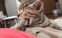 【動画】腹の上で寝る子猫のたまらない可愛さが話題に(･∀･)