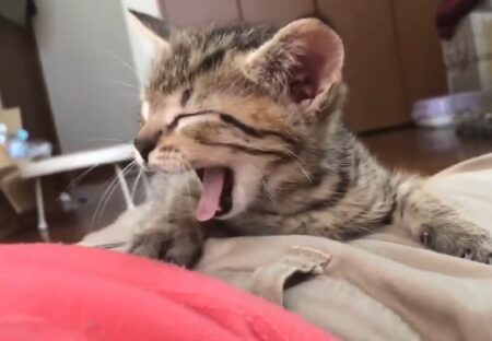 【動画】腹の上で寝る子猫のたまらない可愛さが話題に(･∀･)