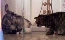 【動画】1つのお椀を譲り合いながら食事する猫2匹、衝撃を受ける人が続出！