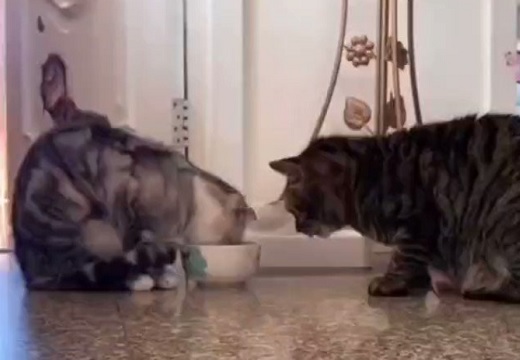 動画 1つのお椀を譲り合いながら食事する猫2匹 衝撃を受ける人が続出 Break Time