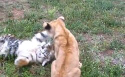 【ネコ科】トラとライオンの赤ちゃんがじゃれあって遊ぶ様子が話題に「子猫だｗ」