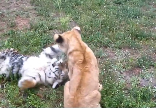 【ネコ科】トラとライオンの赤ちゃんがじゃれあって遊ぶ様子が話題に「子猫だｗ」