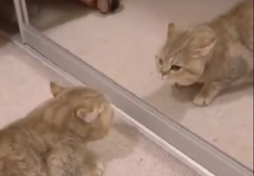 シャーッ (*ΦωΦ*) 鏡の中の猫と対峙するねこが話題に「表情がw」