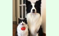 【動画】そっくりな犬と猫が話題にｗ「親子？！」