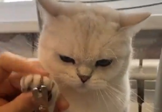 【む～】爪切りにお怒りの猫さんが話題に「しかめっ面が可愛すぎるｗ」