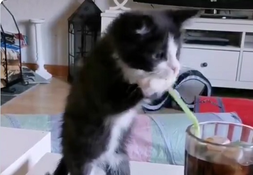 【ｗ】どうしてもストローで飲んでみたい子猫！動きが可愛いすぎる