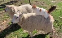 【動画】羊の背中をずっとふみふみする猫が話題に「表情が可愛いすぎるｗ」