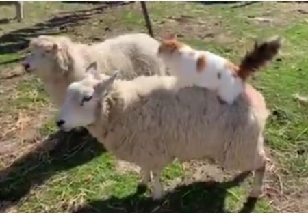 【動画】羊の背中をずっとふみふみする猫が話題に「表情が可愛いすぎるｗ」
