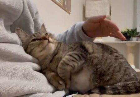 【動画】美人猫さん。大好きな飼い主さんに甘える瞬間の表情が話題に