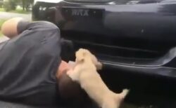 【子犬】車の整備中、全力で遊びにくるダックスが話題にｗ「シッポかわいい！」