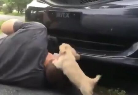 【子犬】車の整備中、全力で遊びにくるダックスが話題にｗ「シッポかわいい！」