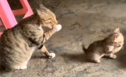 【シンクロ】姿から仕草まで全部そっくりのねこ親子が話題に「永遠に見ていられるｗ」
