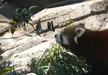 【動画】蝶々と遊ぶレッサーパンダ、永遠に見ていたい可愛さｗ