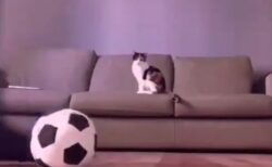 【サッカー】ボールをキャッチしまくる美人猫の反射神経と運動能力が凄すぎる！