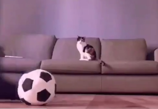 【サッカー】ボールをキャッチしまくる美人猫の反射神経と運動能力が凄すぎる！