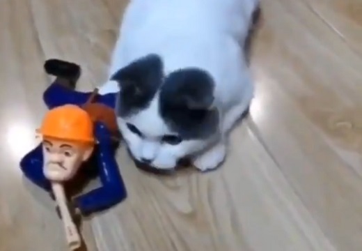 【w】人形といっしょにほふく前進する猫隊長が話題に「部下の後ろに隠れてるw」