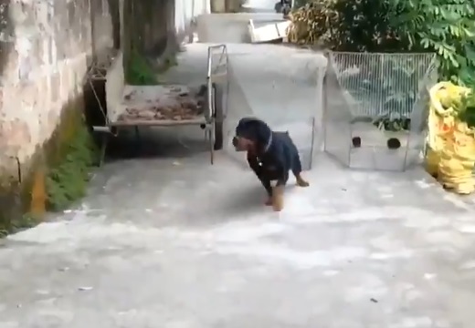 【愛】主人の「help!」が聞こえた犬、ダッシュで駆け付け水に飛び込む