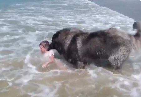 【！】波で遊ぶ少女が溺れていると勘違いし全力で救助する大型犬が話題に