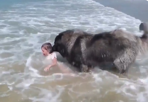 【!】波で遊ぶ少女が溺れていると勘違いし全力で救助する大型犬が話題に