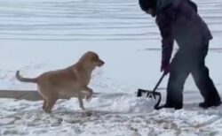【雪まみれ】雪かきを全力で楽しむ犬が話題に「しっぽが最高ｗ」