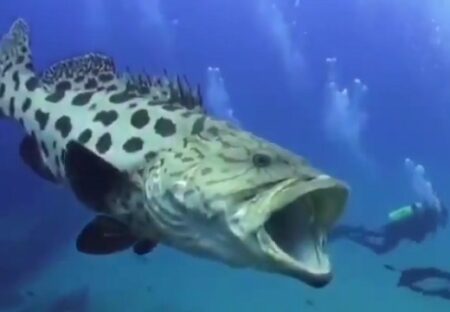 【衝撃】日本に生息する巨大魚、人間と並んだ動画が大迫力！