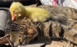 【ｗ】昼寝中のねこと、猫を起こそうとするひよこ。可愛いすぎる動画が話題に