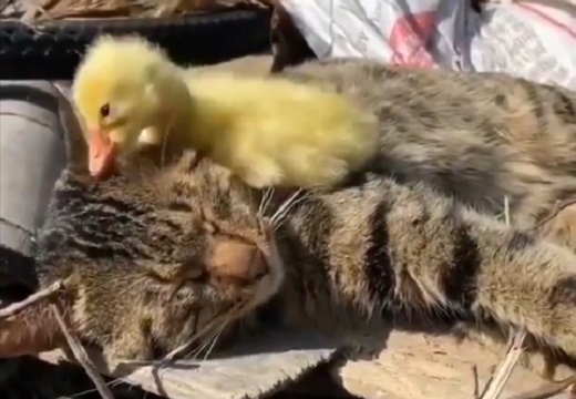 【w】昼寝中のねこと、猫を起こそうとするひよこ。可愛いすぎる動画が話題に