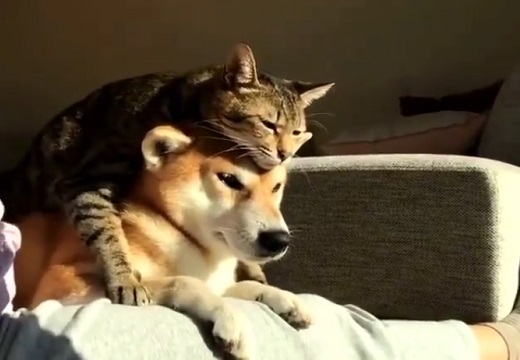 【w】べったり密着して日向ぼっこする犬と猫が話題に「犬の表情がw」