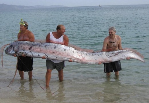 【世界最長の硬骨魚類】神秘的なリュウグウノツカイ。実際の大きさがとんでもないｗ