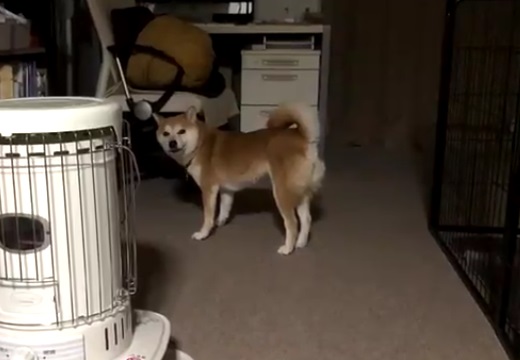 【動画】主さんの気を引きたい柴犬、動きが可愛いすぎるｗ
