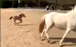 【驚】先週産まれたばかりの子馬、初めて走る様子にネット騒然「撮影者もすごい！」
