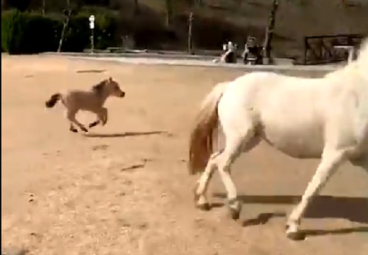 【驚】先週産まれたばかりの子馬、初めて走る様子にネット騒然「撮影者もすごい！」