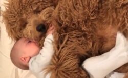 【愛】抱き合って眠る大型犬と赤ちゃん、幸せそうな表情がたまらないｗ