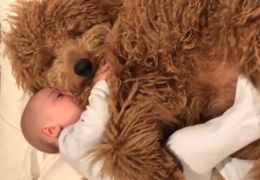 【愛】抱き合って眠る大型犬と赤ちゃん、幸せそうな表情がたまらないｗ