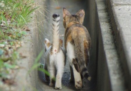 【話題】安全な側溝を並んで散歩する猫の親子、1枚の写真が可愛いすぎる(･∀･)