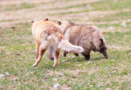 【話題】仲良しのキツネとたぬき、脚の長さの違いが愛しすぎるｗ